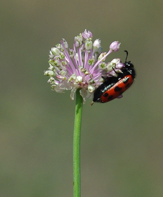 Изображение особи Allium caricifolium.