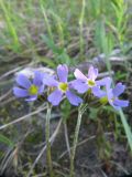 Primula stricta