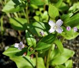 Epilobium hornemannii. Верхушка цветущего растения. Полярный Урал, долина большой Хойлаю, берег небольшого ручья. 22.07.2011.