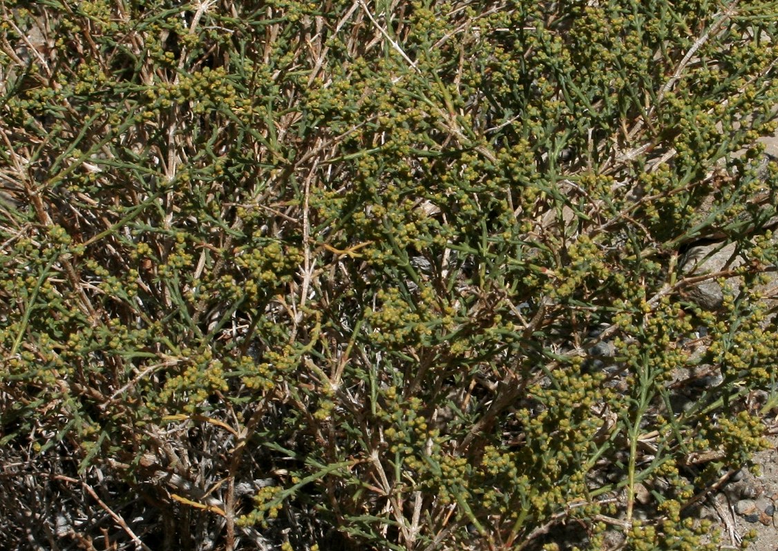 Image of familia Chenopodiaceae specimen.