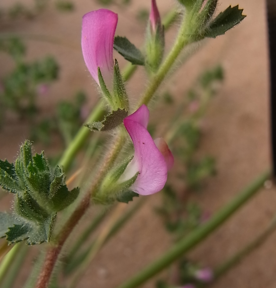 Image of Ononis repens specimen.