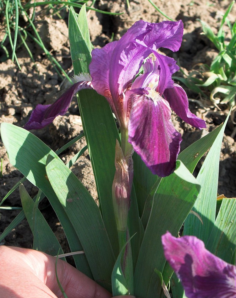 Image of Iris lutescens specimen.