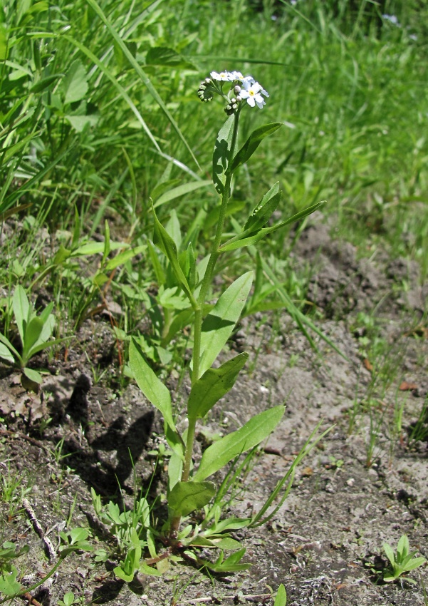 Изображение особи Myosotis nemorosa.