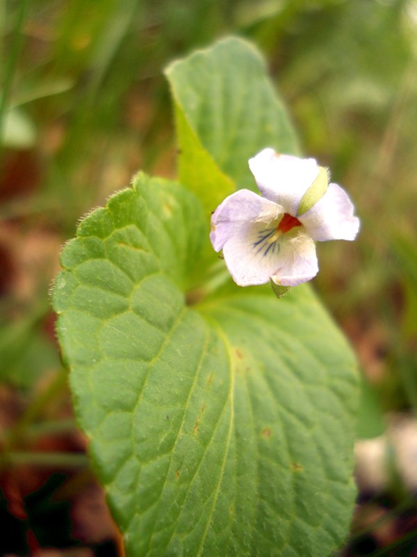 Image of Viola mirabilis specimen.