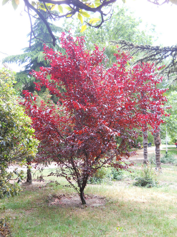 Image of Prunus cerasifera var. pissardii specimen.