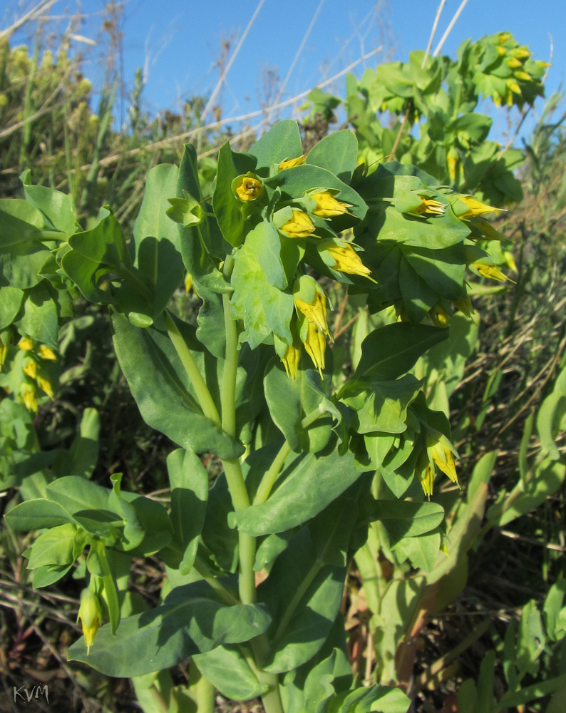 Изображение особи Cerinthe minor.