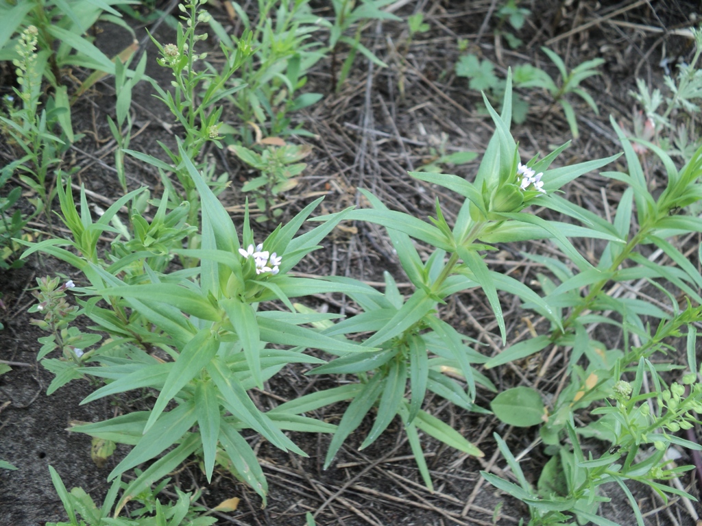 Image of Collomia linearis specimen.