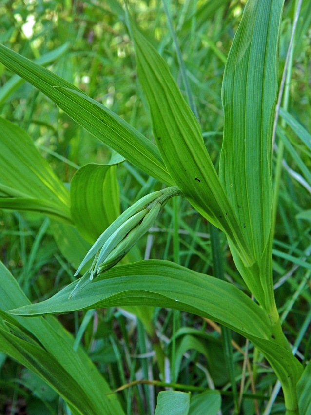 Изображение особи Epipactis palustris.