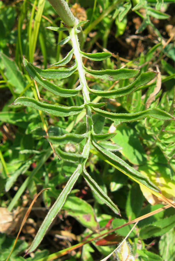 Image of Centaurea alpestris specimen.