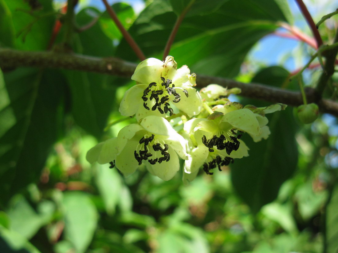 Изображение особи Actinidia arguta.