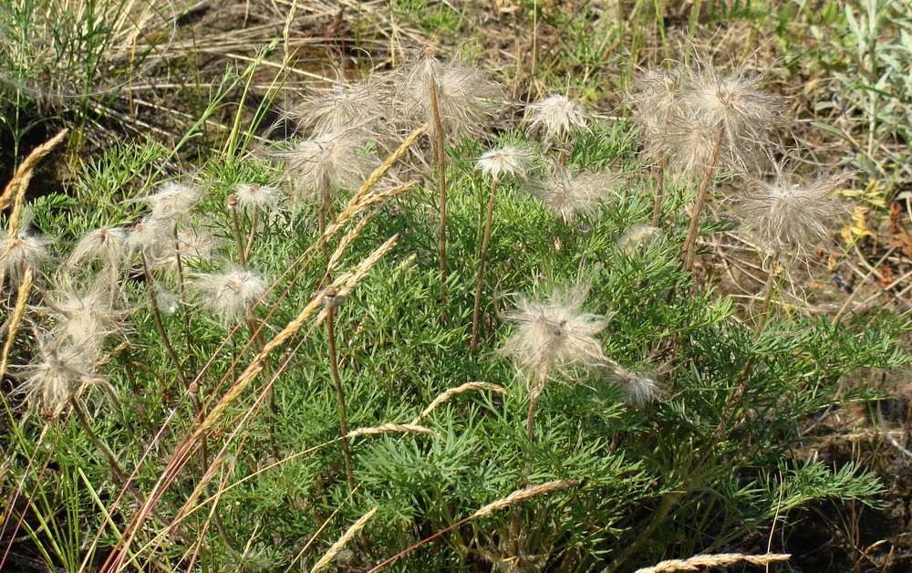 Изображение особи Pulsatilla turczaninovii.