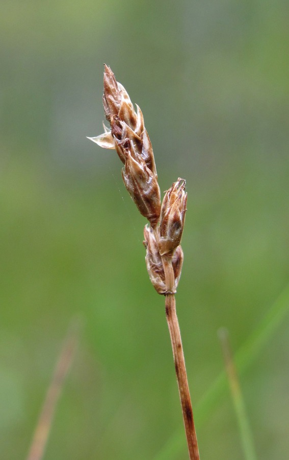 Image of Carex chordorrhiza specimen.