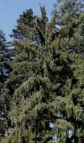 Picea sitchensis. Крона взрослого дерева. Германия, г. Krefeld, ботанический сад. 16.09.2012.