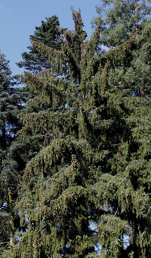 Image of Picea sitchensis specimen.