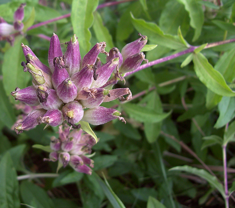 Image of Saponaria officinalis specimen.