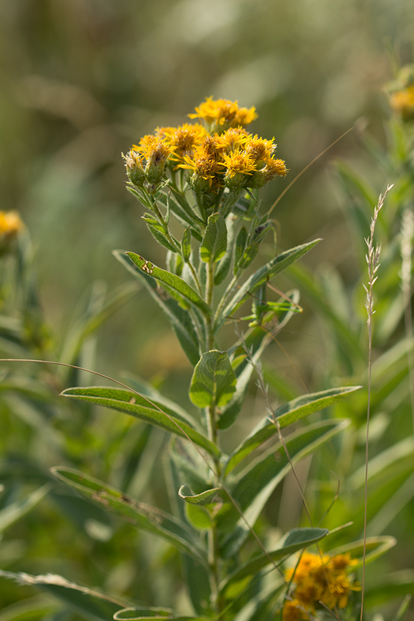 Image of Inula germanica specimen.