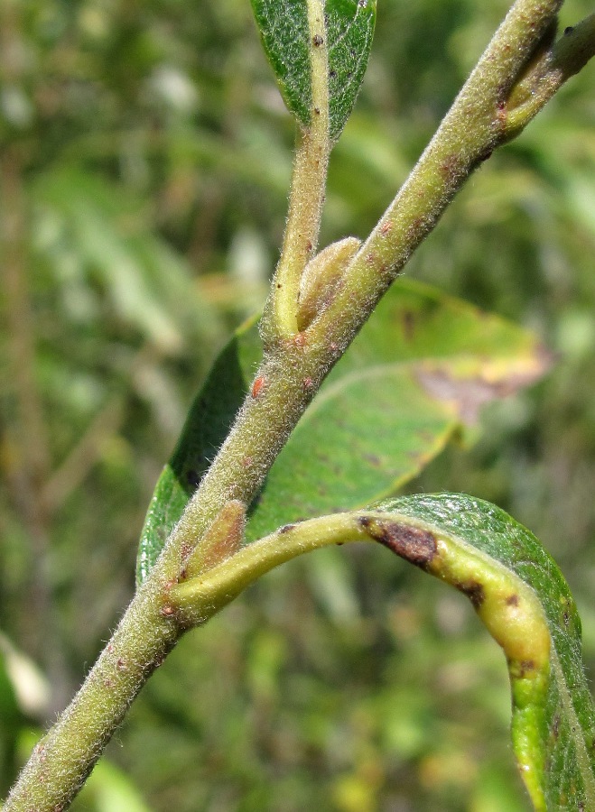 Изображение особи Salix gmelinii.