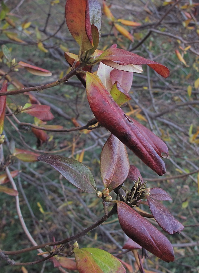 Изображение особи Rhododendron mucronulatum.