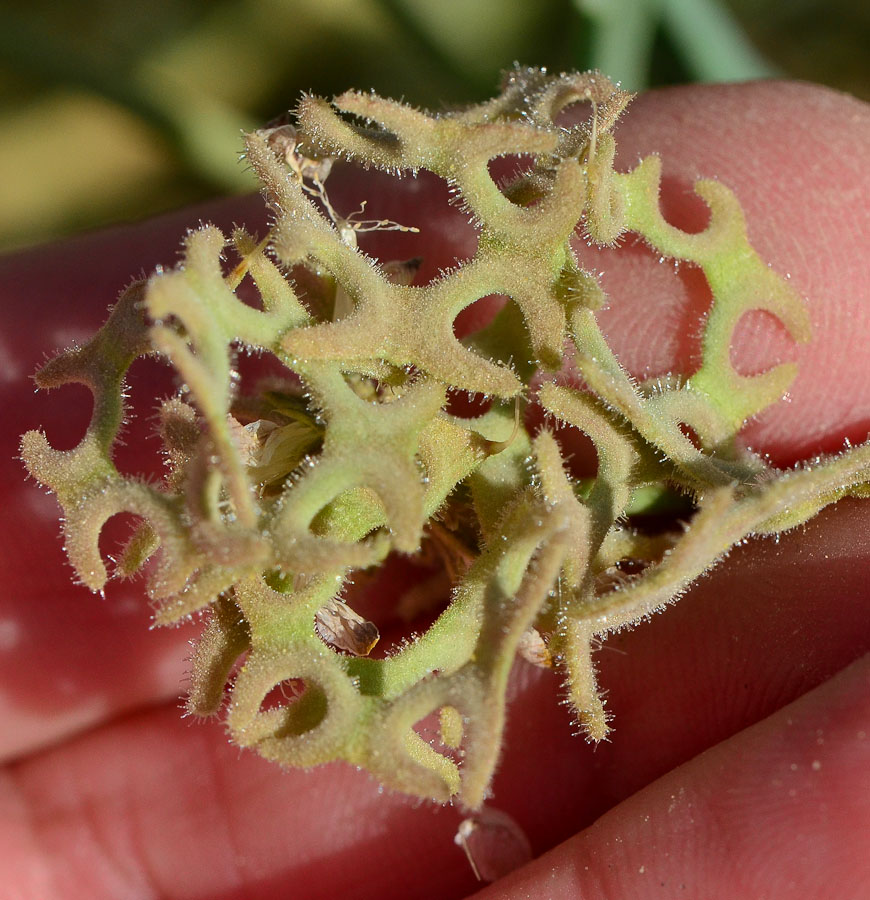 Image of Hippocrepis areolata specimen.