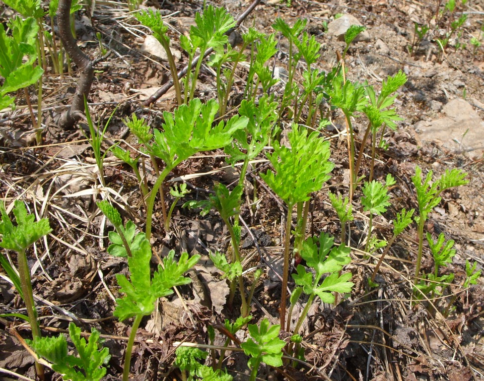 Image of genus Artemisia specimen.