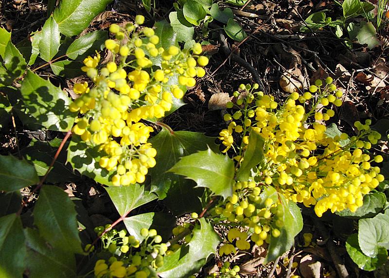 Image of Mahonia aquifolium specimen.