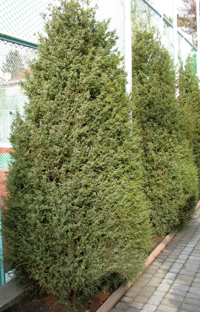 Image of Juniperus oblonga specimen.