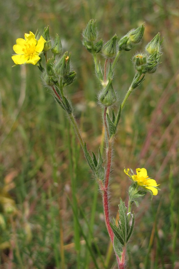 Изображение особи Potentilla callieri.