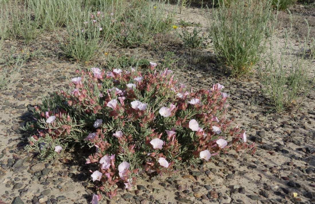 Изображение особи Convolvulus gortschakovii.