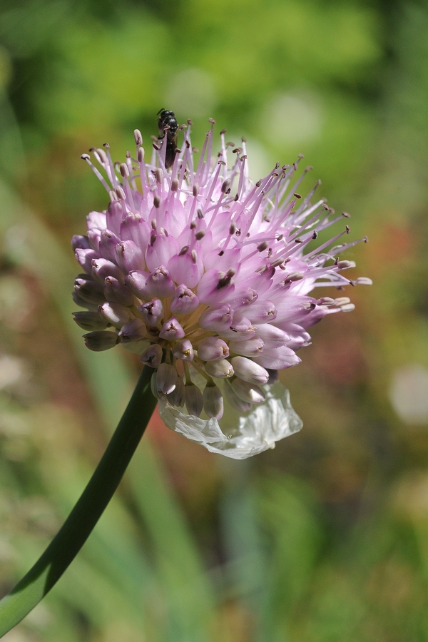 Image of Allium carolinianum specimen.