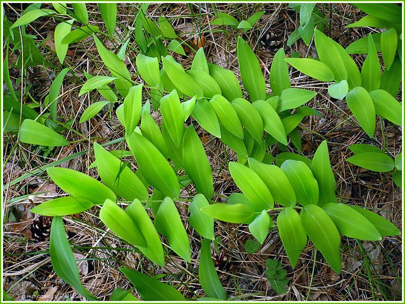 Image of Polygonatum odoratum specimen.