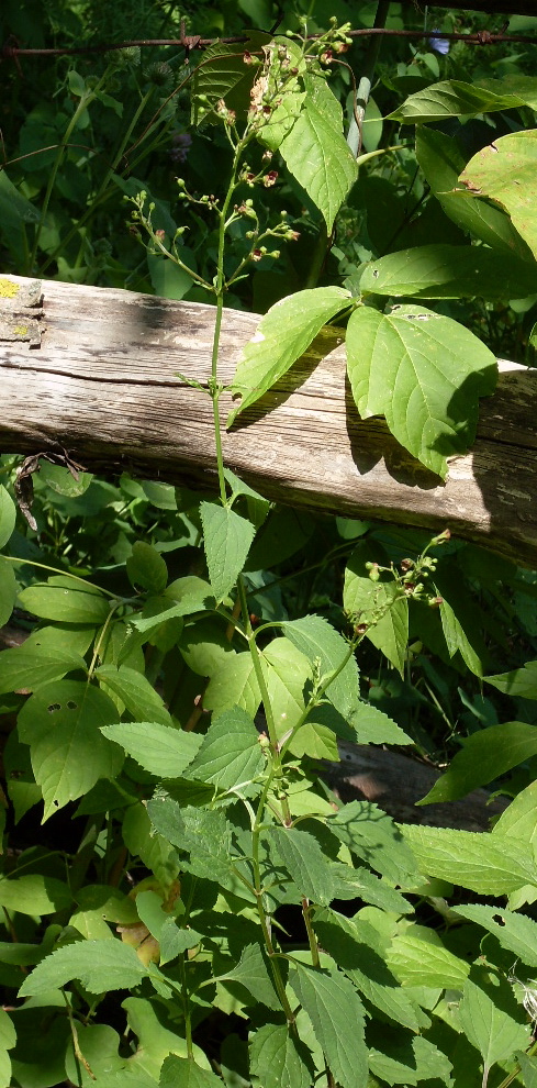 Изображение особи Scrophularia nodosa.