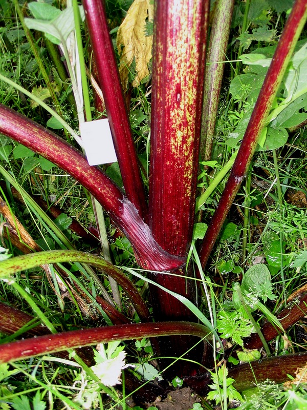 Image of genus Heracleum specimen.