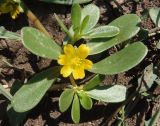 Portulaca oleracea. Верхушка побега цветущего растения. Украина, Запорожская обл., Мелитопольский р-н, поле возле с. Марьевка. 19.07.2013.