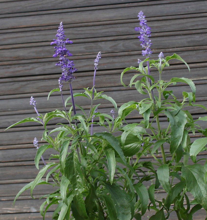 Image of Salvia farinacea specimen.