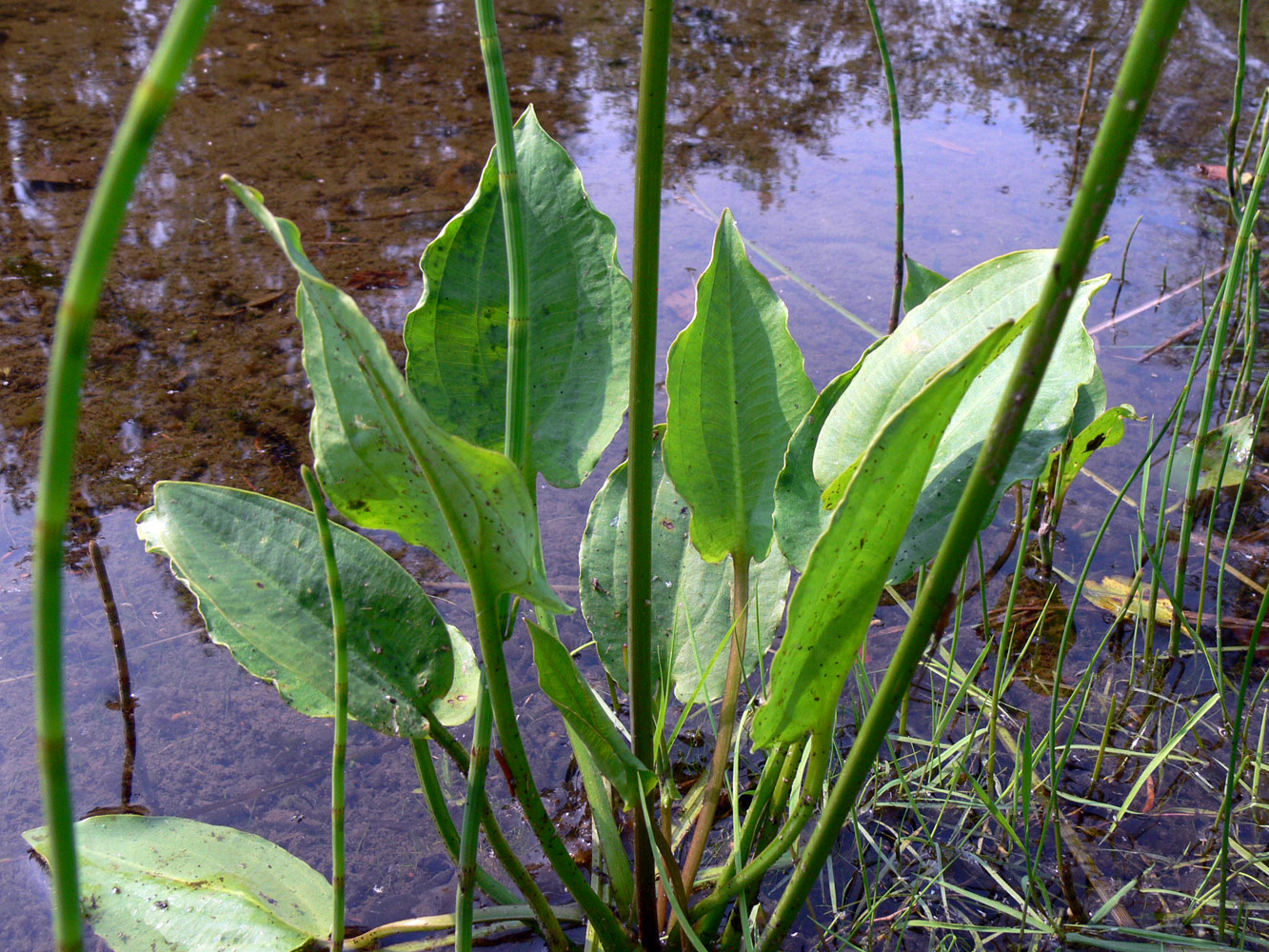 Image of Alisma plantago-aquatica specimen.