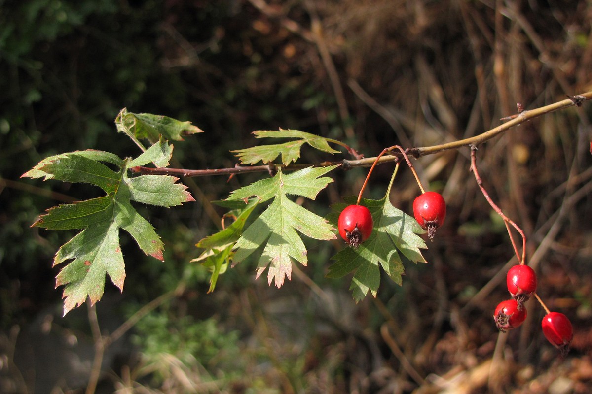 Image of Crataegus stevenii specimen.