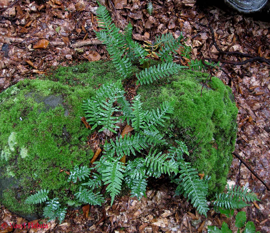 Изображение особи Polypodium vulgare.