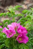 Rosa rugosa