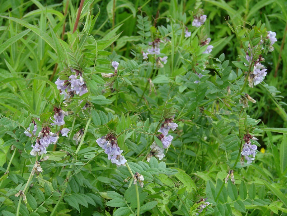 Image of Vicia sepium specimen.