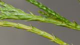 Chamaecyparis pisifera. Средние части побегов ('Filifera Aurea'). Германия, г. Essen, Grugapark. 10.12.2013.