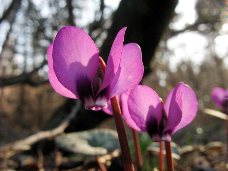 Image of Cyclamen coum specimen.