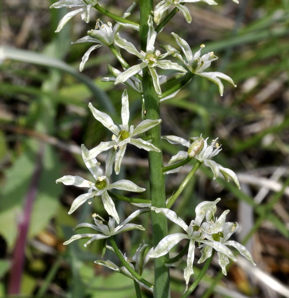 Image of Ornithogalum sphaerocarpum specimen.