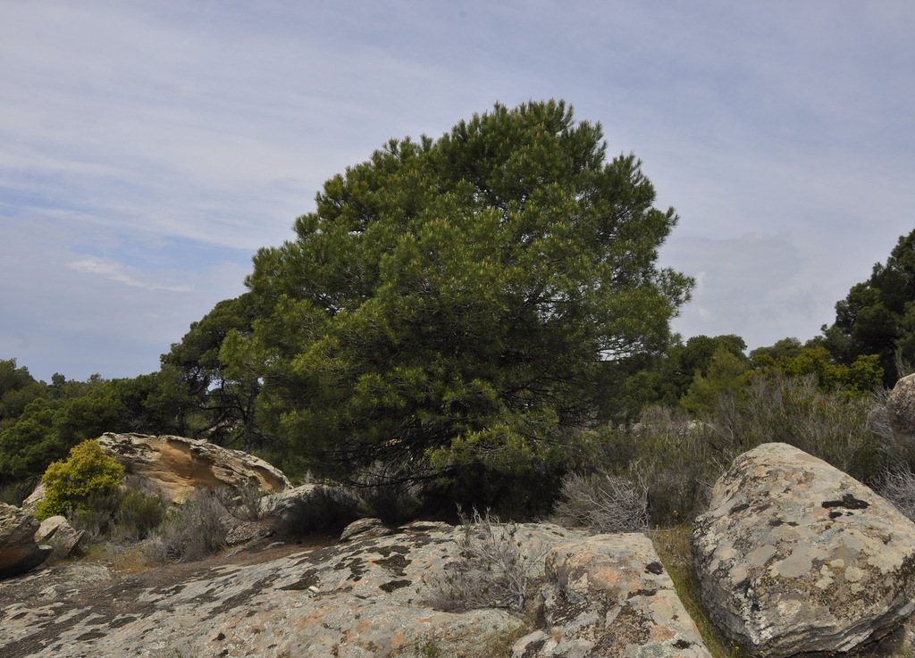 Изображение особи Pinus pinea.