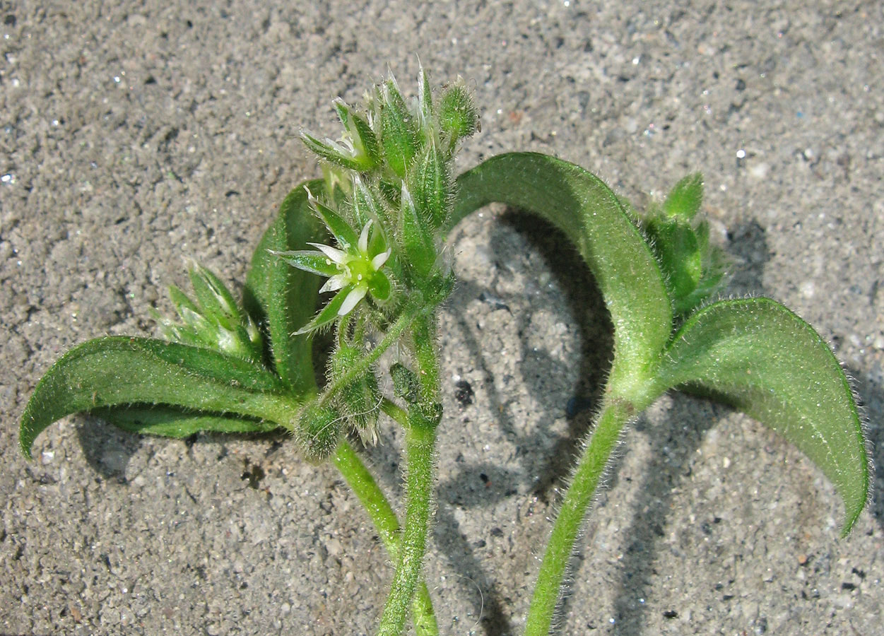 Изображение особи Cerastium semidecandrum.