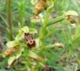 Ophrys umbilicata. Часть соцветия. Греция, п-ов Пелопоннес, окр. г. Катаколо. 21.04.2014.