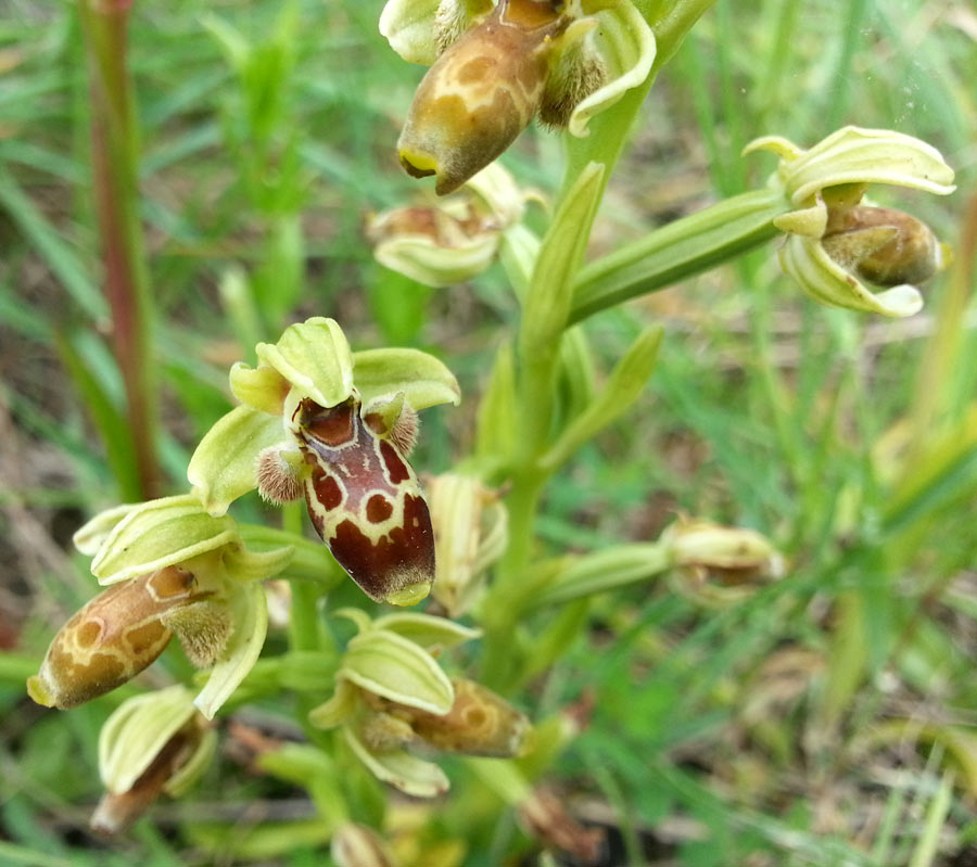 Изображение особи Ophrys umbilicata.