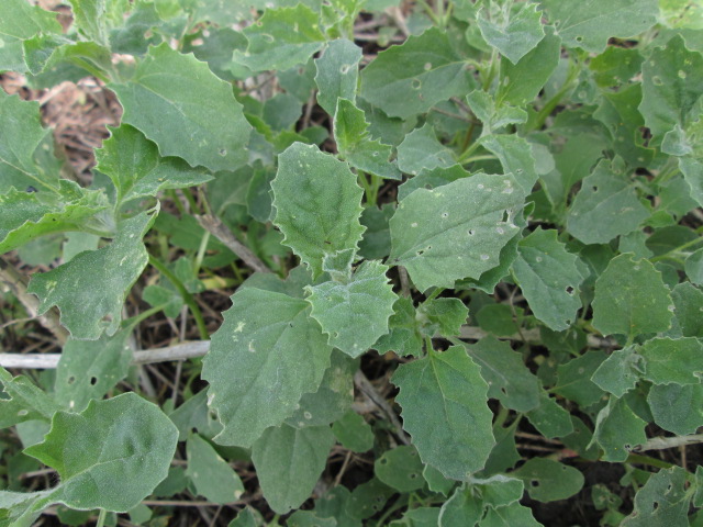 Image of Atriplex tatarica specimen.