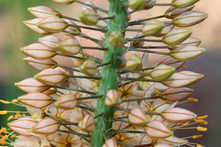 Image of Eremurus &times; isabellinus specimen.