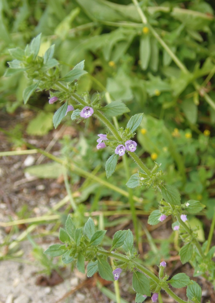 Изображение особи Ziziphora acinos.