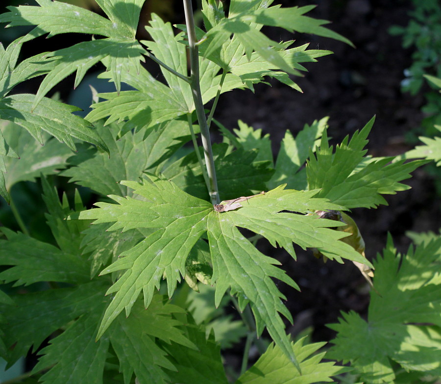 Изображение особи Delphinium ceratophorum.